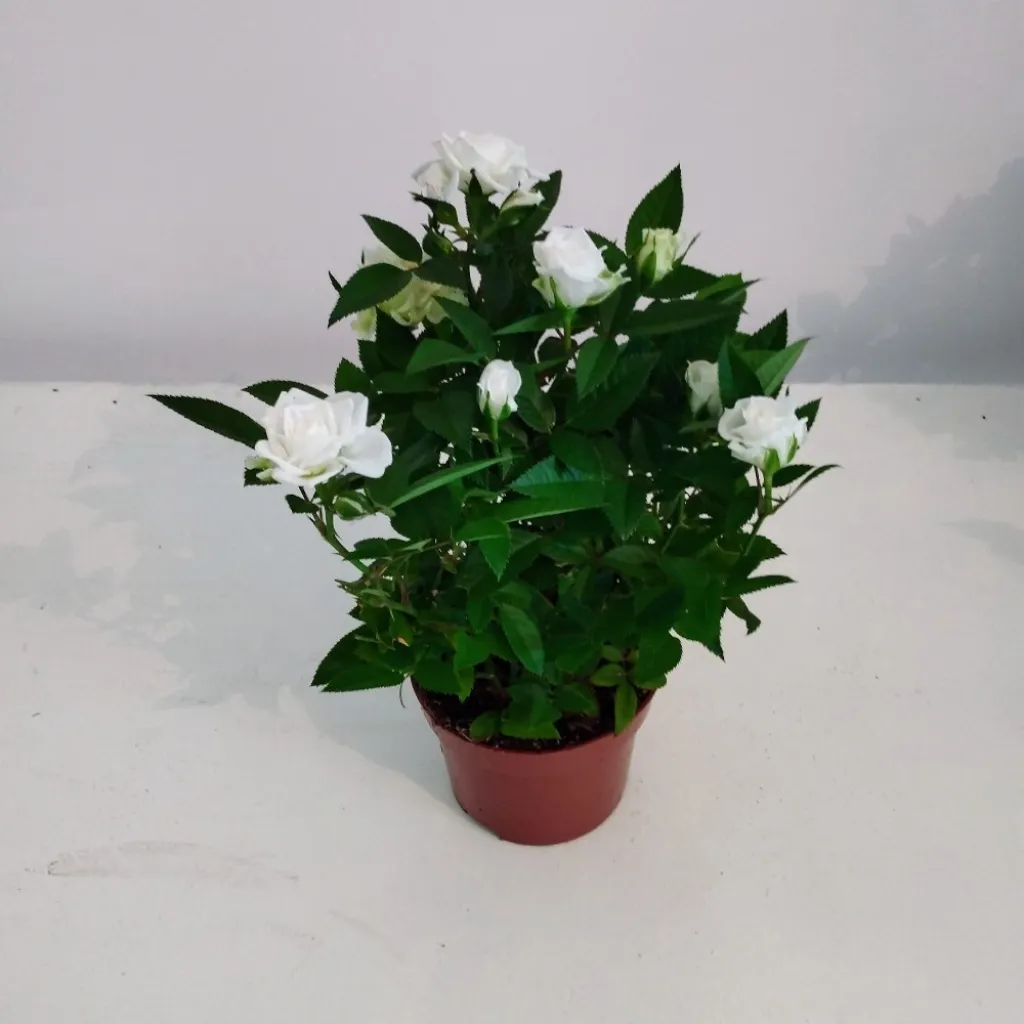 Rosier Pot 10.5cm