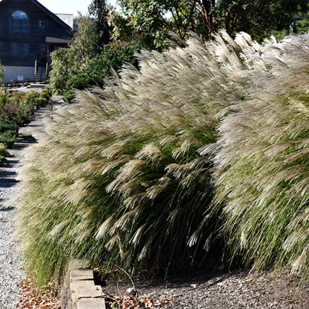 Miscanthus graminée
