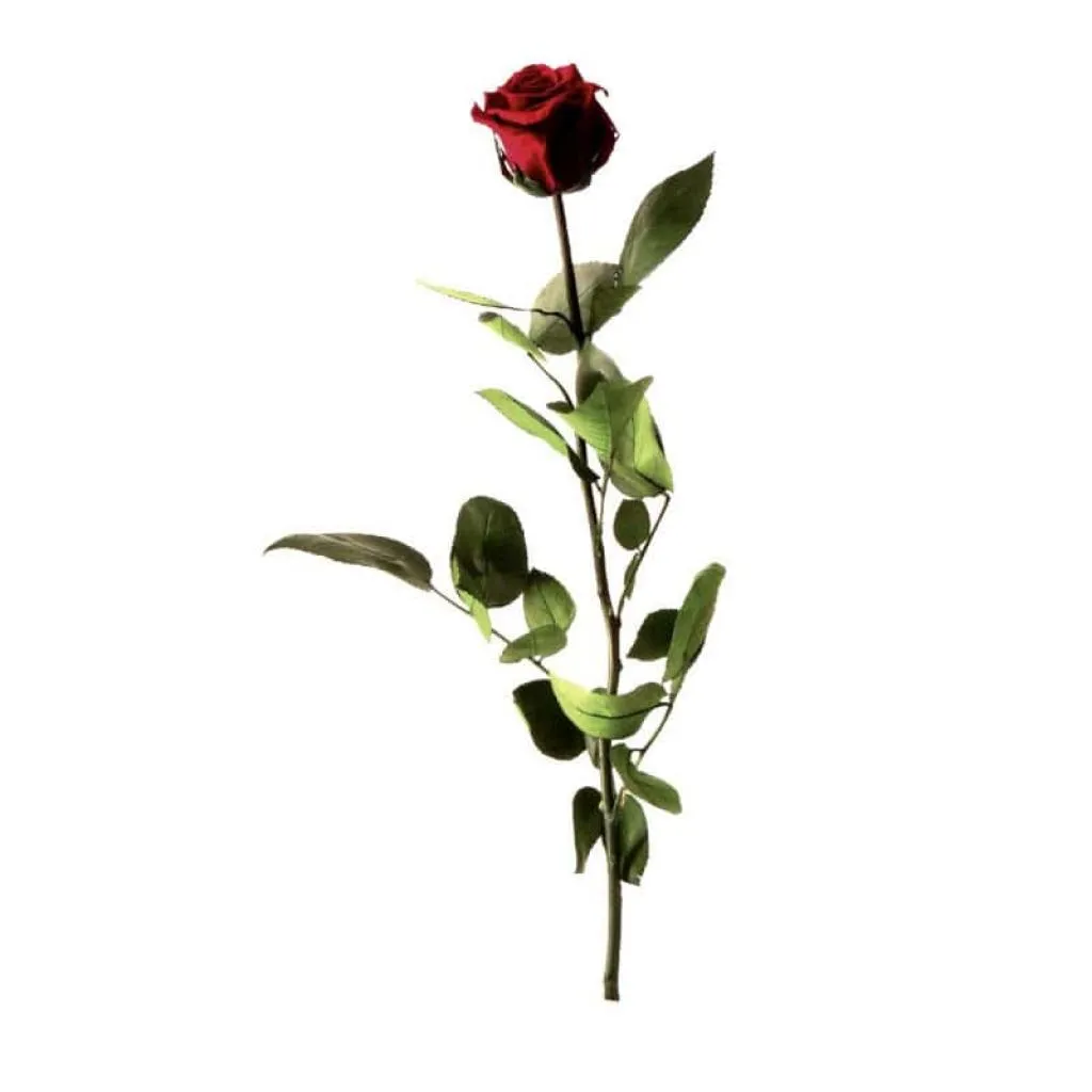 Rose éternelle tigée Amorosa 53cm Bordeaux