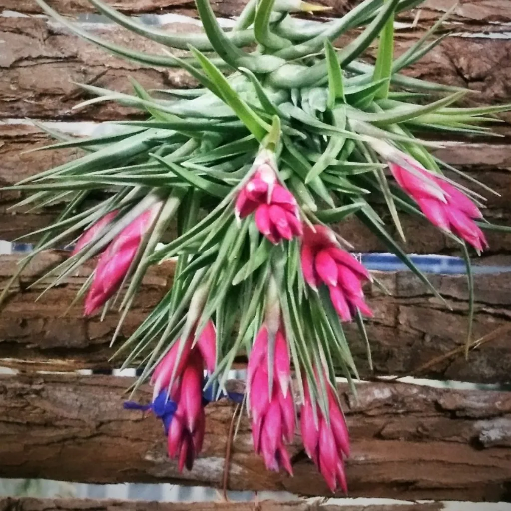 Tillandsia